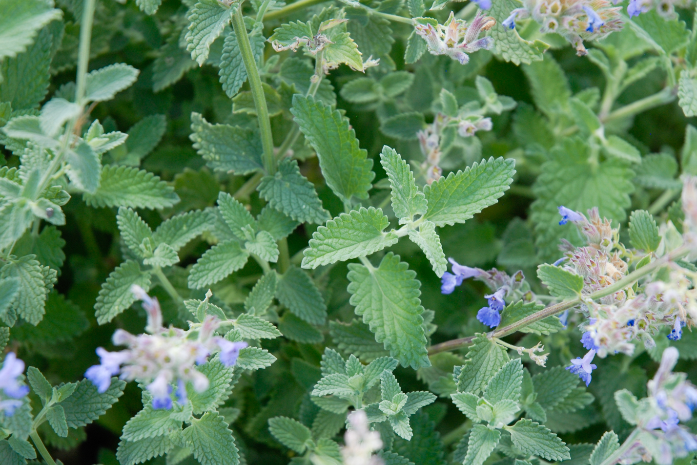 Walker's Low Catmint